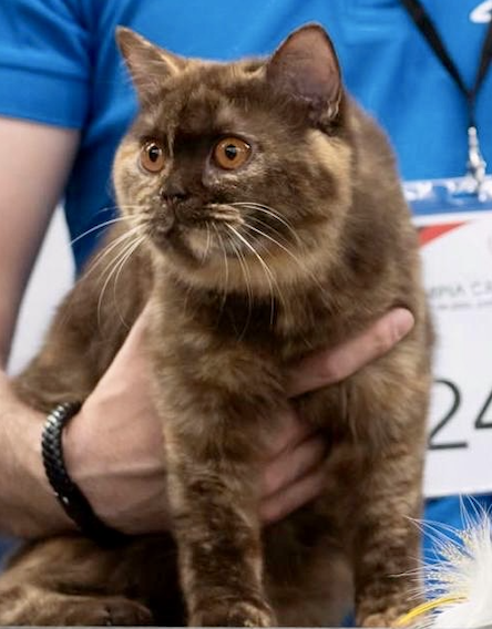 Double Master, GICH. OLYMPIA of ZeusCats